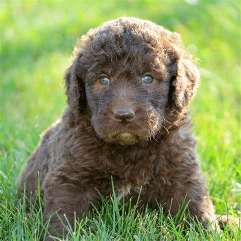 Newfoundland poodle mix. Discover the Newfypoo, where the strength of the Newfoundland merges with the intelligence of the Poodle. These dynamic canines are not just pets, they are devoted companions. Learn more about this breed here. 