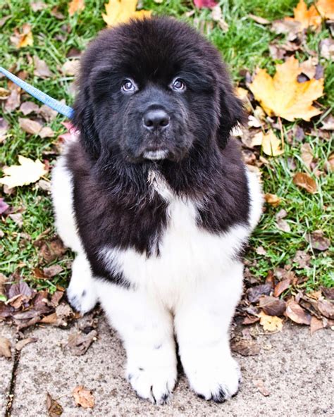 Newfoundland puppies near me. 1. 2. The purpose of this web site is to put potential Newfoundland puppy buyers in touch with reputable and recognised breeders who meet the Northern Newfoundland Club's (NNC) strict criteria to be included here. We hope it will assist in steering puppy buyers away from the backstreet breeders and puppy farmers whose interest in breeding is ... 