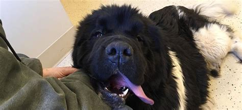 Newfoundland rescue mn. 60 pounds at 19 weeks old!! $2500 with delivery options available! Only 2 F1B Newfiedoodles left! See more pics and video here! Beginning crate and leash training and basic commands! Keagan - AVAILABLE F1b - BIG girl with thick, wavy coat - $1800. Kaya - AVAILABLE F1b - tall - very sweet and mild - $1000. 