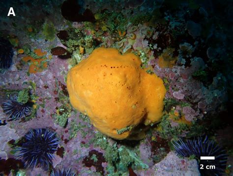Newly discovered sponge named after Monterey Bay National Marine Sancturary
