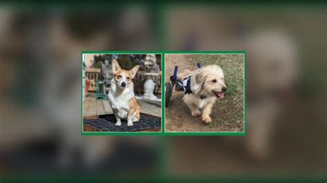 Newly elected pet mayors taking office in Louisville