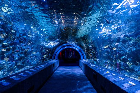 Newport aquarium. Explore the wonders of the underwater world at Newport Aquarium, where you can see thousands of animals and plants from around the globe. Book your tickets online and … 