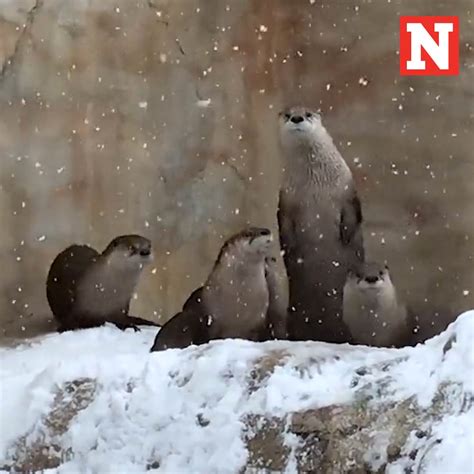 Newsweek on Twitter: "RT @Newsweek_Life: Three otter pups were born …