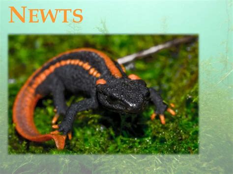 Newt tmr quiz.  Newts metamorphose through three distinct developmental ...