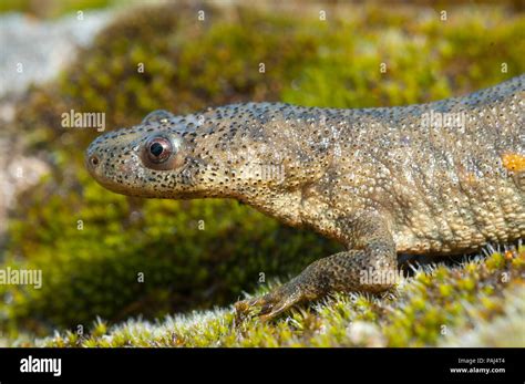 Newts of spain hi-res stock photography and images - Alamy