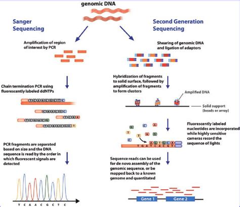 Next Generation Sequencing Schematic