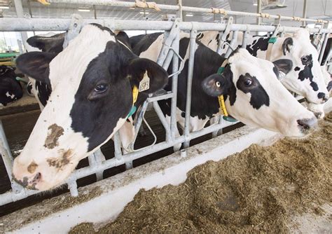 Ng says panel rules ‘clearly in favour of Canada’ in dairy imports dispute with U.S.