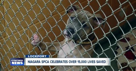 Niagara spca. Ralphie 'The Jerk' from Niagara SPCA is up for adoption. At the Niagara SPCA, Ralphie 'The Jerk' is looking for his forever home.One "fire-breathing demon" ... 
