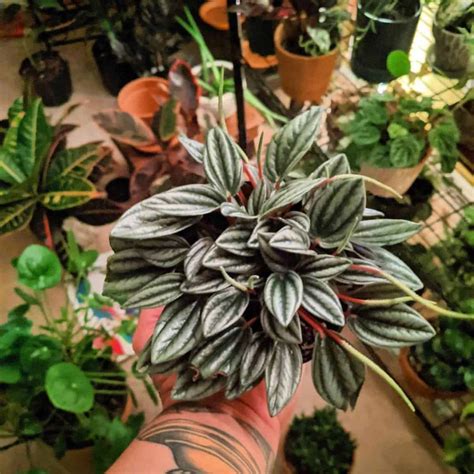 🍆 Niceplanties Leaks +18 225 Pics