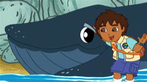 Diego and Baby Humpback to the Rescue is the 2nd episode of Go, Diego, Go! from Season 2. Diego Alicia Click Rescue Pack Baby Humpback Humpback Whales King Humpback Whale (single appearance) Bobo Brothers Crab Starfish Jellyfish Orcas (debut) Oh, no! King Humpback Whale's tail is stuck under a sunken ship! Help Diego and Baby Humpback jump over nets, escape orcas (killer whales), and dive deep .... 