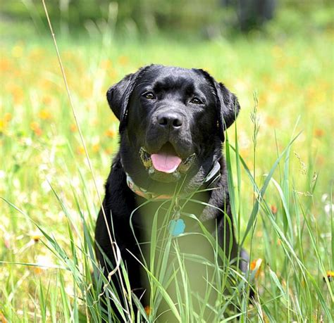 Nickel Labradors, LLC- Betsy Nickel. Pet Service. Red Moon Labradors. Dog Breeder .... 