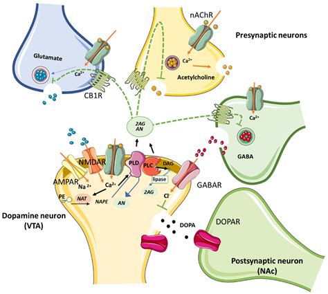 Nicotinic Receptors: A Deep Dive into Their Distribution and Roles