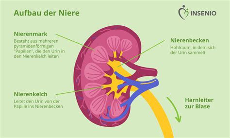 Nierenbeckenentzündung seelisch