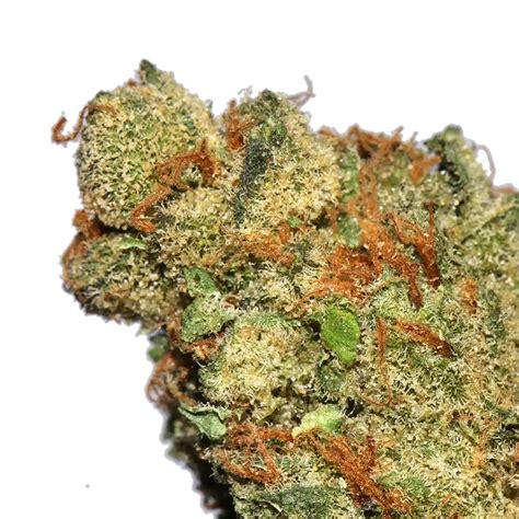 Nigerian silk strain. Nigerian Silk is bright, sweet and tasty. The sativa dominant nature brightens your day and is perfect to share with a friend.Lineage: Nigerian Legend OG x H… 