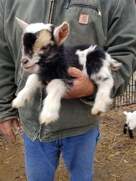 Full Download Nigerian Dwarf Goat Keeping Nigerian Dwarf Goats As Pets Nigerian Dwarf Goat Book For Daily Care Pros And Cons Raising Training Feeding Housing And Health By Peter Patterdale