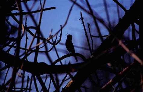 Night bird. Things To Know About Night bird. 