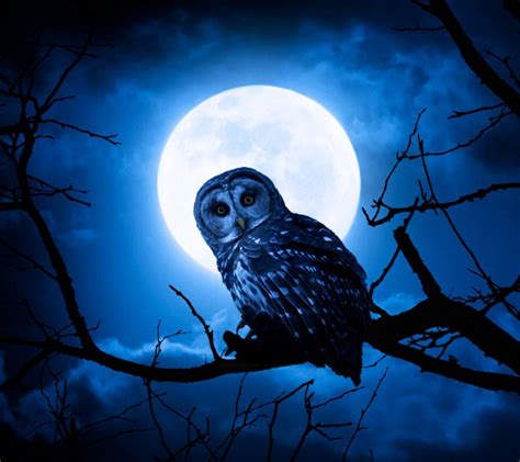 Night owel. But being a night owl might mean you prefer to wake up slowly. You've mastered the art of waking up at your own pace, creating space for self-care early in the day, and giving yourself the rest ... 