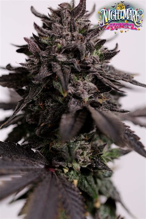 Nightmare runtz strain. Not your Dad's autoflower seeds: Mint Jelly Auto. (Courtesy Humboldt Seed Company) Humboldt Seed Company's newer auto Mint Jelly grows hearty and hits hard. The high-THC, peppermint icing cake ... 