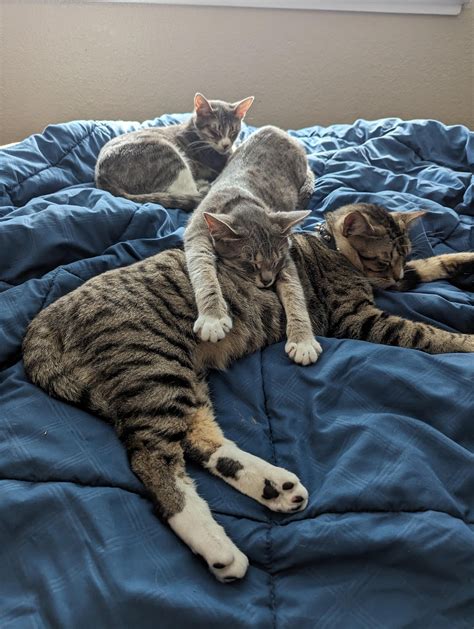 Nikkibusty Leaked XxX 😈 153 Vids