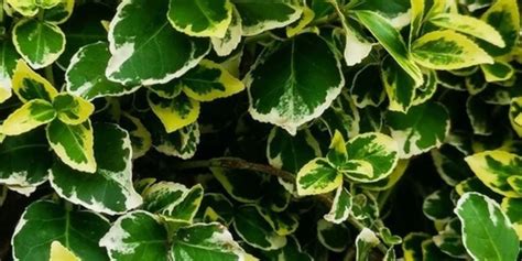 Nikoletafrey Onlyfans Leaked [PPV] 🔥 165 Vids