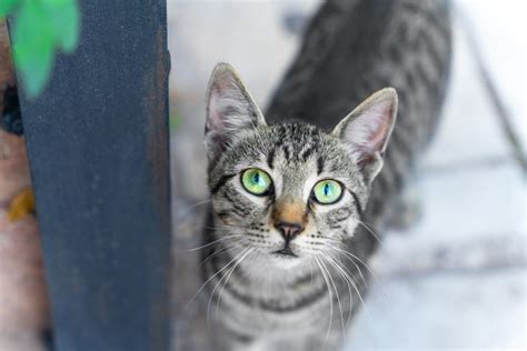 Niles introduces feral cat program for rat control