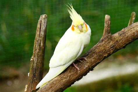 🔥 [SEX VIDEO] Nimfa Onlyfans Leaked