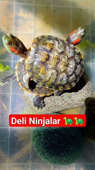Ninjalarım #kaplumbağalar #turtles YouTube.
