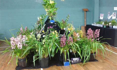 Ninox Orchids - 692 Mangakahia road, Whangarei - Email - Local Service