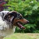 Nipping and Biting - Australian Shepherd Lovers