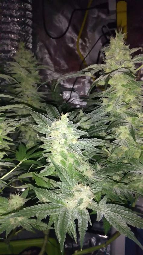 Nirvana Aurora Indica 2 grow diary (journal) 2 week20 by Removed …