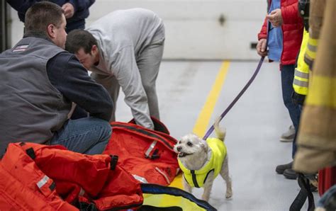 Niskayuna firefighters, service dogs take part in training