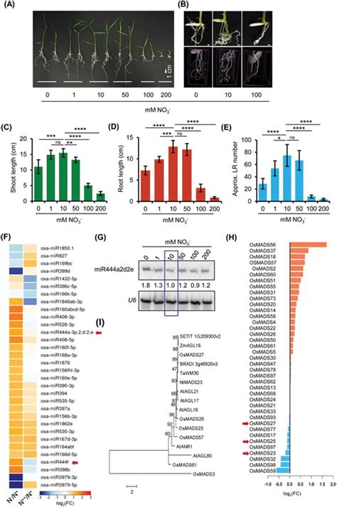 Nitrate-dependent regulation of miR444-OsMADS27 signalling …