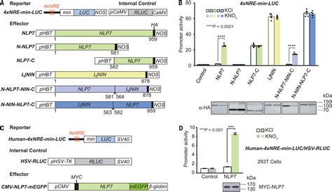 Nitrate-responsive NIN-like protein transcription factors perform ...