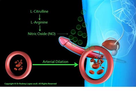 Nitric Oxide and Erectile Dysfunction (ED) – Daywel