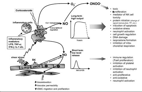 Nitric oxide and superoxide in inflammation and immune regulation.