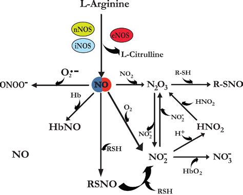 Nitric oxide metabolism and breakdown - ScienceDirect