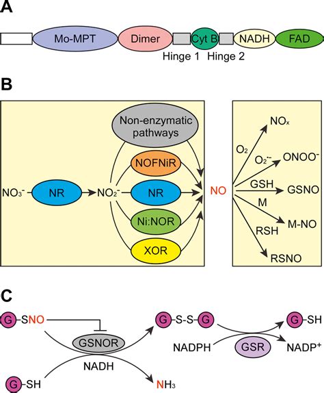 Nitrite reductase (NO-forming) SpringerLink