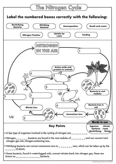 Nitrogen Cycle Worksheet Answer Key