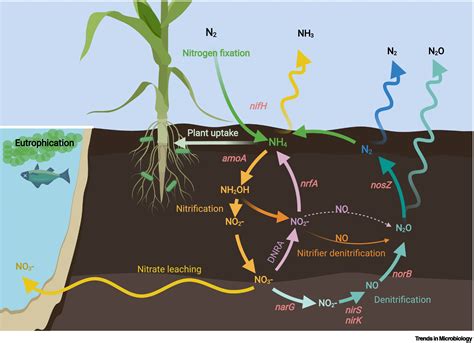 Nitrogen and Phosphorus interactions in plants: from agronomic …