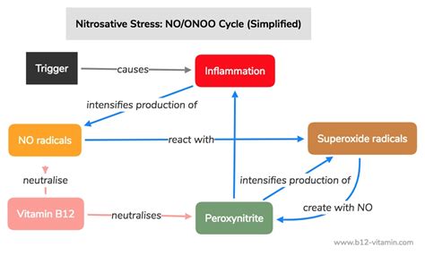 Nitrosative stress. Nitrosative stress (NSS) and aberrant protein S-nitrosylation contribute to nitric oxide toxicity. OxLDL and oxysterols promote eNOS uncoupling and iNOS induction leading to … 
