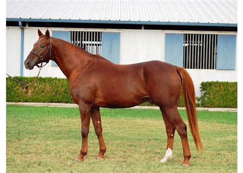 Nivour. Aug 25, 2015 · Canttouchthistron (Embryo Transfer Only) Canttouchthistron was a winner on the race track. She has produced 2 winners and one stakes placed foal, including the NIVOUR DE CARDONNE son Nivourgonnatouchthis (2nd Liberty Bell Stakes) and the durable MAKZAN daughter Canttouchmaxzeen, and all of her runners have placed.. She … 