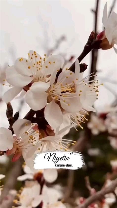 Niyetin kaderin olsun ️ . . . . .#viral#reels#  Facebook. 