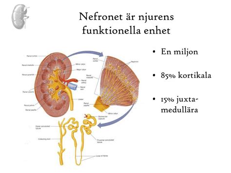 Njursvikt behandling
