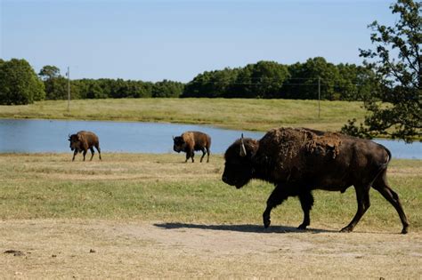 No, Missouri is not sending a bunch of buffaloes to your home