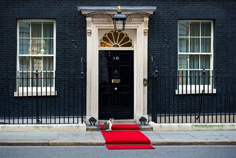 Image: Rumours of a split in Downing Street during the coalition years were put to bed by this picture of David Cameron and his No. 10 colleague Day or night, Larry turns up when the cameras are .... 