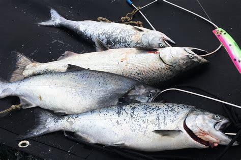 No California salmon: Fishery to be shut down this year