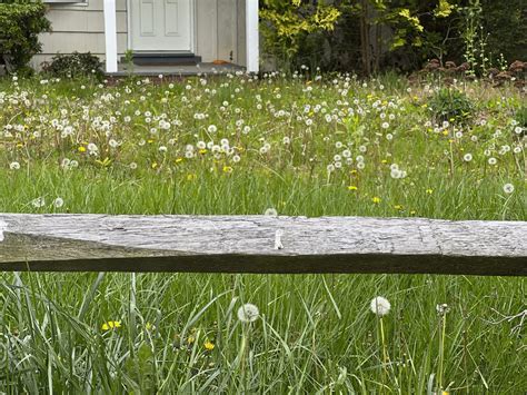 No Mow May? Our gardening columnist says no