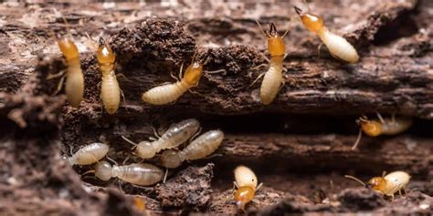 No Tent Termite Control: The Revolutionary Solution for Termite Protection