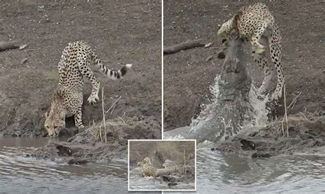 No cheet-ing death: Cheetah is killed by a croc after it