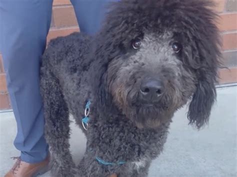 No jail time for California man caught on video repeatedly kicking Labradoodle